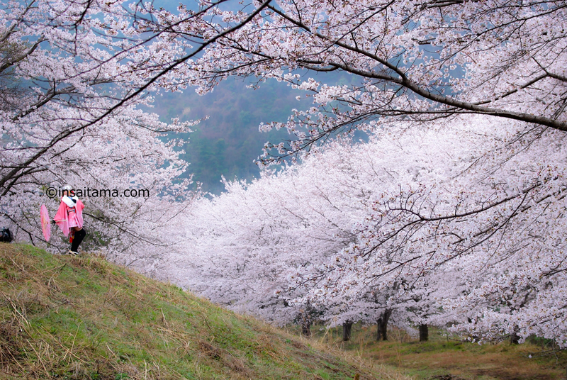 Cherry Blossom Lingo: sakura clouds photo
