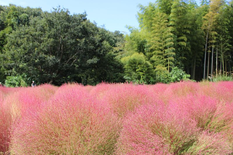 Fall flowers: kochia photo