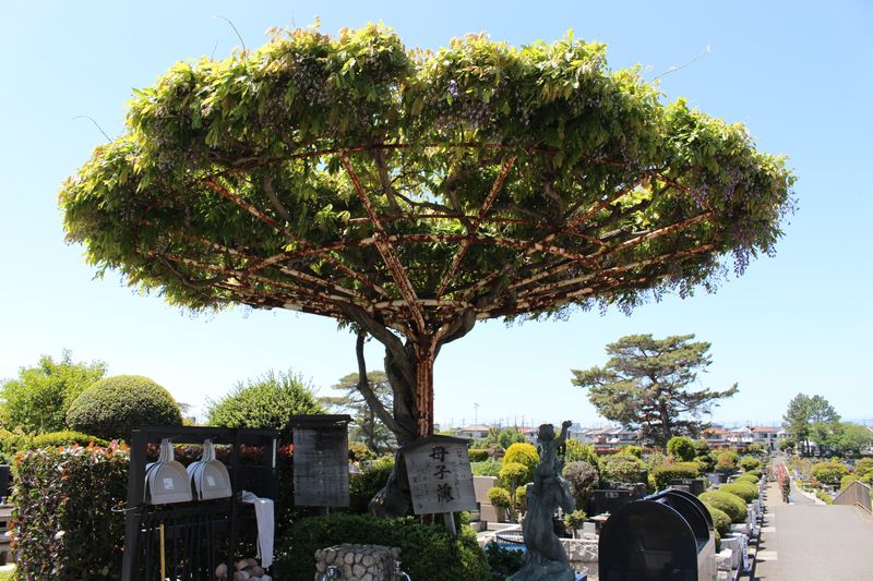 The Eco‑Friendly Promise of Tree Burials photo