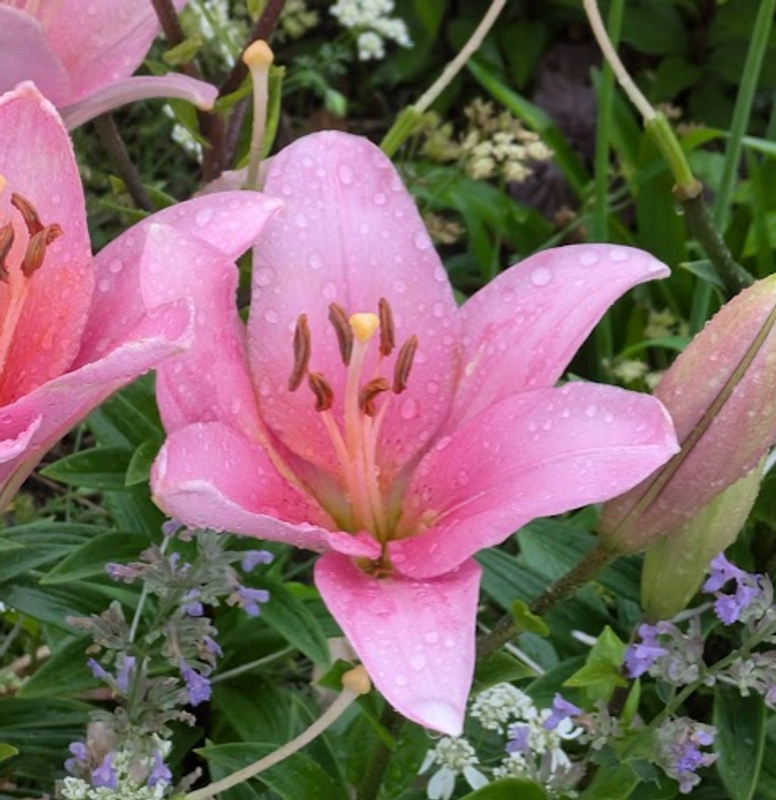 Flower festivals that have left us in limbo since the pandemic photo