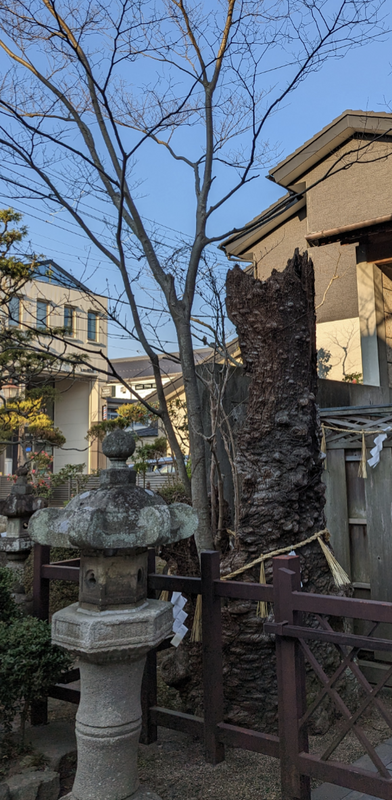 Okama Shrine: Sakura Finally Starting [SPOT REVIEW] photo