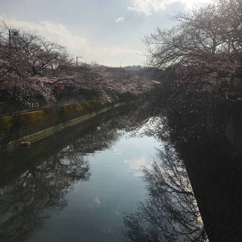 Ookagawa Sakura Festival photo