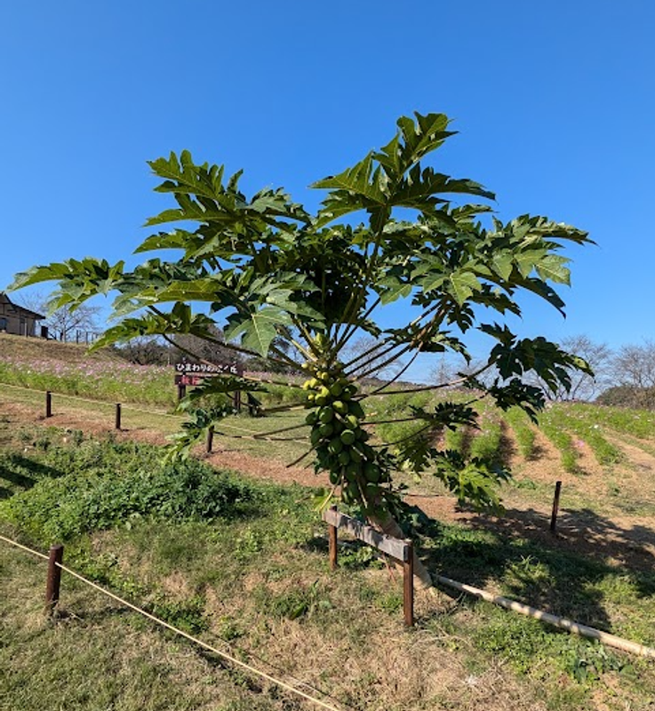 Papaya Day: Celebrating Sunny Tropical Fruit photo