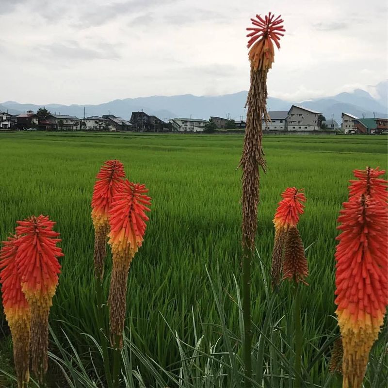 Summer in Japan highlights inequality for families in poverty photo